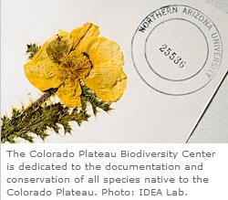 IDEA Lab Colorado Plateau Biodiversity Center photo of flower