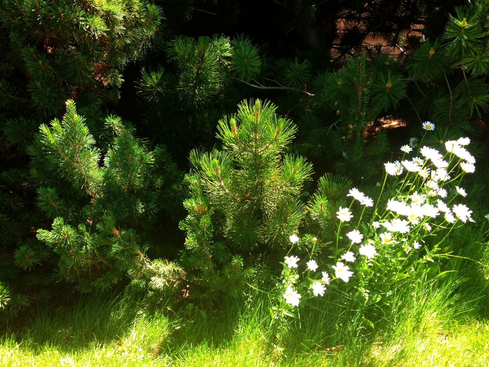 Photo of flowers and pine trees